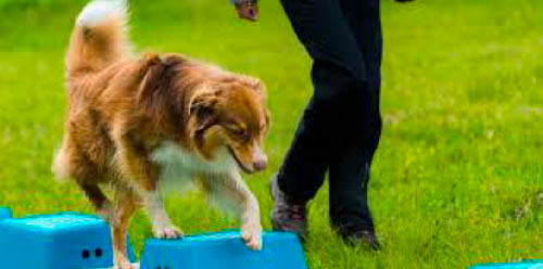 CHIEN_A Agility