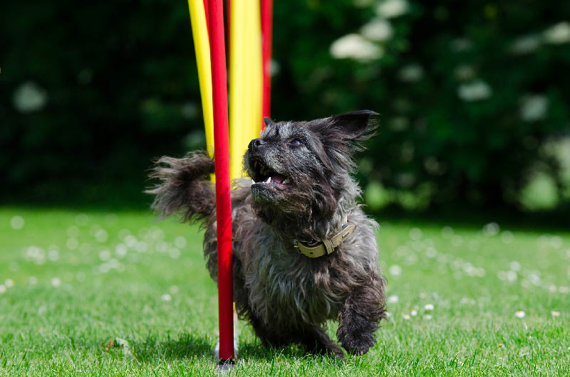 CHIEN_D agility