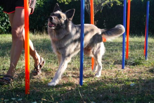 chianA