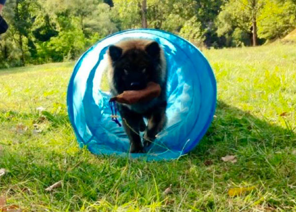 chien agility